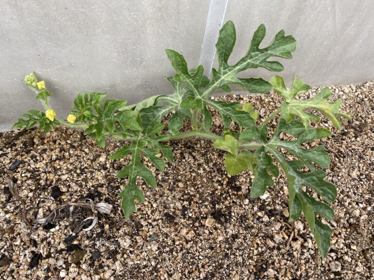 むかしむかし、スイカの種を植えました🍉