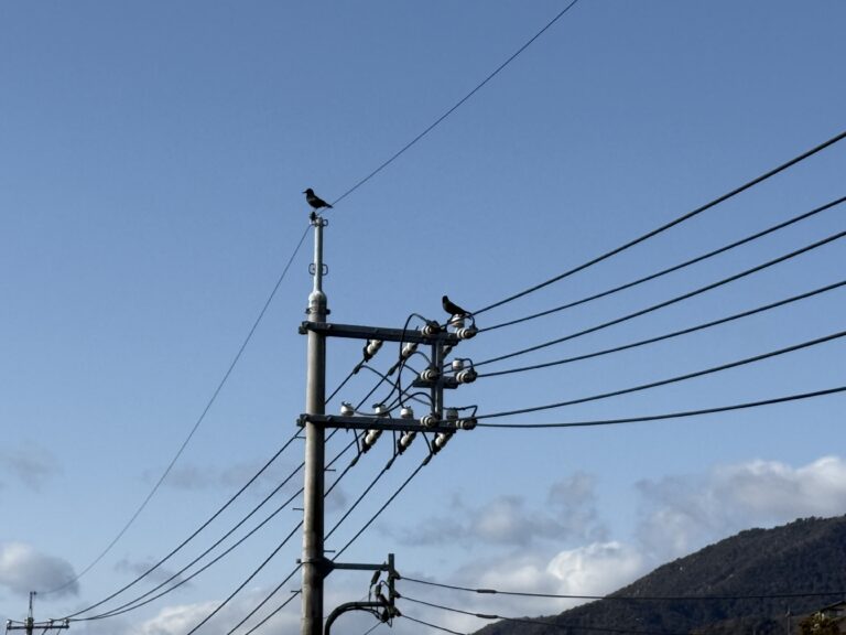 カラスの家作り〜その1〜