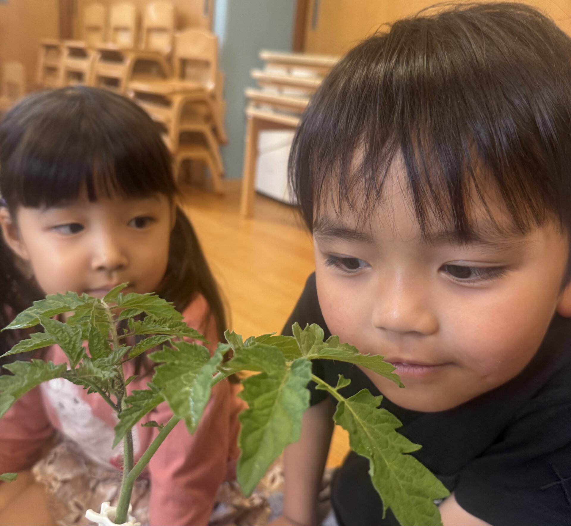 おもしろいことなんでもくじら級